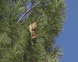 ���ֵ����Ǿ���